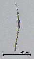  (Merliniidae - BGE_00647_E12)  @11 [ ] CreativeCommons - Attribution Share - Alike (2025) Unspecified Unspecified