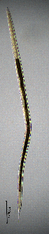  (Dorylaimidae - BGE_00647_G07)  @11 [ ] CreativeCommons - Attribution Share - Alike (2025) Unspecified Unspecified
