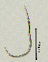  (Telotylenchidae - BGE_00647_G09)  @11 [ ] CreativeCommons - Attribution Share - Alike (2025) Unspecified Unspecified
