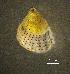  ( - BGE_00649_C01)  @11 [ ] CreativeCommons Attribution Non-Commercial (2024) Stefania Klayn Bulgarian Academy of Sciences, Institute of Biodiversity and Ecosystem Research