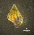  ( - BGE_00649_C02)  @11 [ ] CreativeCommons Attribution Non-Commercial (2024) Stefania Klayn Bulgarian Academy of Sciences, Institute of Biodiversity and Ecosystem Research