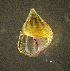  ( - BGE_00649_C02)  @11 [ ] CreativeCommons Attribution Non-Commercial (2024) Stefania Klayn Bulgarian Academy of Sciences, Institute of Biodiversity and Ecosystem Research