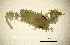  ( - BGE_00650_C02)  @11 [ ] CreativeCommons Attribution Non-Commercial (2024) Stefania Klayn Bulgarian Academy of Sciences, Institute of Biodiversity and Ecosystem Research