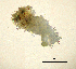  ( - BGE_00650_C03)  @11 [ ] CreativeCommons Attribution Non-Commercial (2024) Stefania Klayn Bulgarian Academy of Sciences, Institute of Biodiversity and Ecosystem Research