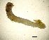  ( - BGE_00650_C05)  @11 [ ] CreativeCommons Attribution Non-Commercial (2024) Stefania Klayn Bulgarian Academy of Sciences, Institute of Biodiversity and Ecosystem Research