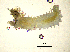  ( - BGE_00650_C10)  @11 [ ] CreativeCommons Attribution Non-Commercial (2024) Stefania Klayn Bulgarian Academy of Sciences, Institute of Biodiversity and Ecosystem Research