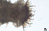  ( - BGE_00650_D01)  @11 [ ] CreativeCommons Attribution Non-Commercial (2024) Stefania Klayn Bulgarian Academy of Sciences, Institute of Biodiversity and Ecosystem Research