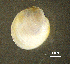  ( - BGE_00648_E01)  @11 [ ] CreativeCommons Attribution Non-Commercial (2024) Stefania Klayn Bulgarian Academy of Sciences, Institute of Biodiversity and Ecosystem Research