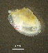  ( - BGE_00648_E06)  @11 [ ] CreativeCommons Attribution Non-Commercial (2024) Stefania Klayn Bulgarian Academy of Sciences, Institute of Biodiversity and Ecosystem Research