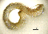  ( - BGE_00649_F01)  @11 [ ] CreativeCommons Attribution Non-Commercial (2024) Stefania Klayn Bulgarian Academy of Sciences, Institute of Biodiversity and Ecosystem Research