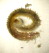  ( - BGE_00649_F07)  @11 [ ] CreativeCommons Attribution Non-Commercial (2024) Stefania Klayn Bulgarian Academy of Sciences, Institute of Biodiversity and Ecosystem Research