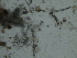  ( - BGE_00650_H06)  @11 [ ] CreativeCommons Attribution Non-Commercial (2024) Stefania Klayn Bulgarian Academy of Sciences, Institute of Biodiversity and Ecosystem Research