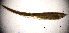 ( - BGE_00650_H08)  @11 [ ] CreativeCommons Attribution Non-Commercial (2024) Stefania Klayn Bulgarian Academy of Sciences, Institute of Biodiversity and Ecosystem Research