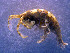  ( - UNMdP-ZINV-001)  @13 [ ] CreativeCommons - Attribution Non-Commercial Share-Alike (2012) Unspecified Laboratorio de Zoología de Invertebrados