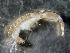 ( - UNMdP-ZINV-007)  @13 [ ] CreativeCommons - Attribution Non-Commercial Share-Alike (2012) Unspecified Laboratorio de Zoología de Invertebrados