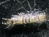  ( - UNMdP-ZINV-008)  @12 [ ] CreativeCommons - Attribution Non-Commercial Share-Alike (2012) Unspecified Laboratorio de Zoología de Invertebrados
