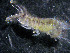  ( - UNMdP-ZINV-009)  @12 [ ] CreativeCommons - Attribution Non-Commercial Share-Alike (2012) Unspecified Laboratorio de Zoología de Invertebrados