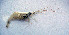 ( - UNMdP-ZINV-010)  @11 [ ] CreativeCommons - Attribution Non-Commercial Share-Alike (2012) Unspecified Laboratorio de Zoología de Invertebrados