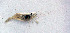  ( - UNMdP-ZINV-011)  @11 [ ] CreativeCommons - Attribution Non-Commercial Share-Alike (2012) Unspecified Laboratorio de Zoología de Invertebrados