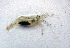  ( - UNMdP-ZINV-012)  @11 [ ] CreativeCommons - Attribution Non-Commercial Share-Alike (2012) Unspecified Laboratorio de Zoología de Invertebrados