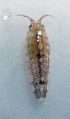  ( - UNMdP-ZINV-038)  @12 [ ] CreativeCommons - Attribution Non-Commercial Share-Alike (2012) Unspecified Laboratorio de Zoología de Invertebrados