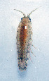  ( - UNMdP-ZINV-039)  @13 [ ] CreativeCommons - Attribution Non-Commercial Share-Alike (2012) Unspecified Laboratorio de Zoología de Invertebrados