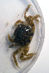  (Cyrtograpsus altimanus - UNMdP-ZINV-067)  @13 [ ] CreativeCommons - Attribution Non-Commercial Share-Alike (2012) Unspecified Laboratorio de Zoología de Invertebrados