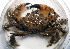  ( - UNMdP-ZINV-070)  @11 [ ] CreativeCommons - Attribution Non-Commercial Share-Alike (2012) Unspecified Laboratorio de Zoología de Invertebrados