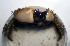  ( - UNMdP-ZINV-070)  @11 [ ] CreativeCommons - Attribution Non-Commercial Share-Alike (2012) Unspecified Laboratorio de Zoología de Invertebrados