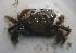  ( - UNMdP-ZINV-071)  @11 [ ] CreativeCommons - Attribution Non-Commercial Share-Alike (2012) Unspecified Laboratorio de Zoología de Invertebrados