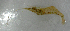  ( - UNMdP-ZINV-098)  @11 [ ] CreativeCommons - Attribution Non-Commercial Share-Alike (2014) Unspecified Laboratorio de Zoología de Invertebrados
