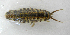  ( - UNMdP-ZINV-099)  @11 [ ] CreativeCommons - Attribution Non-Commercial Share-Alike (2014) Unspecified Laboratorio de Zoología de Invertebrados