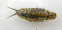  ( - UNMdP-ZINV-100)  @11 [ ] CreativeCommons - Attribution Non-Commercial Share-Alike (2014) Unspecified Laboratorio de Zoología de Invertebrados