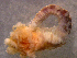  ( - UNMdP-ZINV-110)  @11 [ ] CreativeCommons - Attribution Non-Commercial Share-Alike (2014) Unspecified Laboratorio de Zoología de Invertebrados