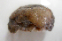  ( - UNMdP-ZINV-181)  @11 [ ] CreativeCommons - Attribution Non-Commercial Share-Alike (2014) Unspecified Laboratorio de Zoología de Invertebrados