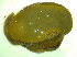 ( - UNMdP-ZINV-183)  @11 [ ] CreativeCommons - Attribution Non-Commercial Share-Alike (2014) Unspecified Laboratorio de Zoología de Invertebrados