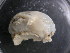 ( - UNMdP-ZINV-212)  @11 [ ] CreativeCommons - Attribution Non-Commercial Share-Alike (2014) Unspecified Laboratorio de Zoología de Invertebrados