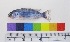  (Pseudotropheus socolofi - OM 75)  @13 [ ] Unspecified (default): All Rights Reserved  Unspecified Unspecified