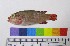  (Hemichromis saharae - OM 79)  @12 [ ] Unspecified (default): All Rights Reserved  Unspecified Unspecified
