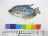  (Trichopodus - OM 100)  @14 [ ] Unspecified (default): All Rights Reserved  Unspecified Unspecified