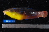  ( - NBE0034)  @11 [ ] No Rights Reserved  Unspecified Unspecified