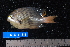  ( - NBE0038)  @13 [ ] No Rights Reserved  Unspecified Unspecified