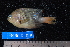  ( - NBE0039)  @13 [ ] No Rights Reserved  Unspecified Unspecified