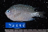  ( - NBE0098)  @13 [ ] No Rights Reserved  Unspecified Unspecified