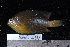 (Pomacentrus trilineatus - NBE0497)  @14 [ ] No Rights Reserved  Unspecified Unspecified