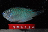  (Pomacentrus pavo - NBE0624)  @14 [ ] No Rights Reserved  Unspecified Unspecified