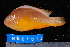  ( - NBE1013)  @13 [ ] No Rights Reserved  Unspecified Unspecified