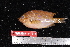  (Pomacentrus baenschi - NBE1719)  @14 [ ] No Rights Reserved  Unspecified Unspecified