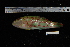  ( - REU1815)  @11 [ ] No Rights Reserved  Unspecified Unspecified