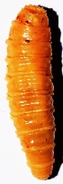  ( - ZL2.1)  @13 [ ] Copyright (2015) PHCDBS Paul Hebert Center for DNA Barcoding and Biodiversity Studies